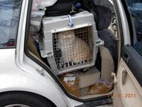 The CFA Intertional Cat Show